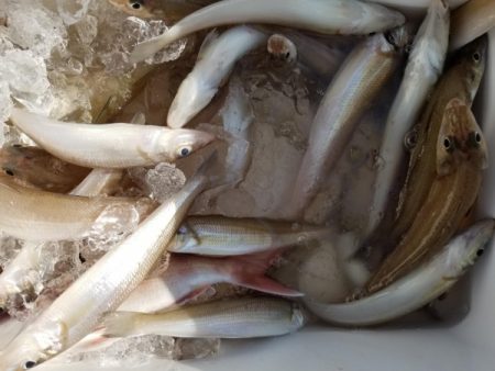 オーフリー 釣果