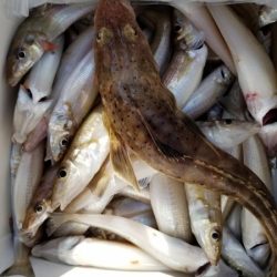 オーフリー 釣果