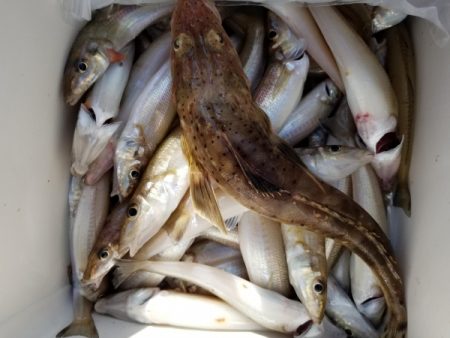 オーフリー 釣果