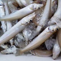 オーフリー 釣果