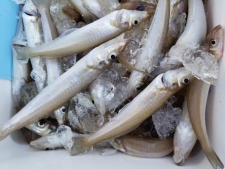 オーフリー 釣果