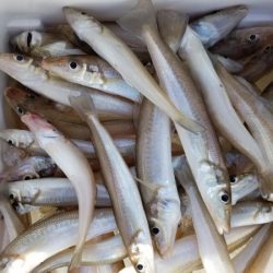 オーフリー 釣果