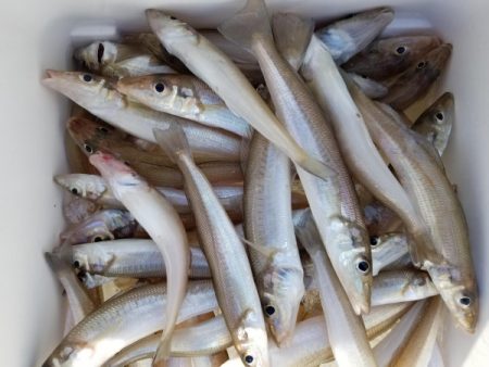 オーフリー 釣果