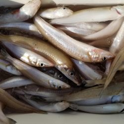 オーフリー 釣果