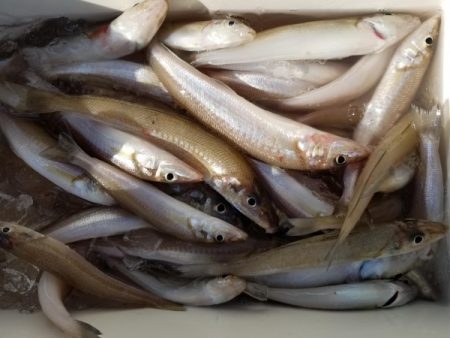 オーフリー 釣果