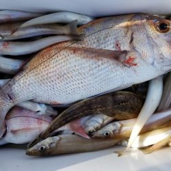 オーフリー 釣果