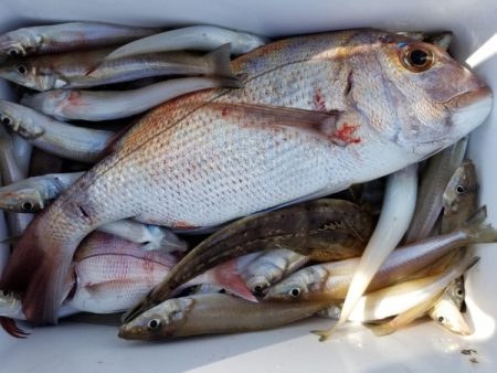 オーフリー 釣果