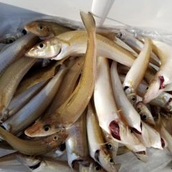 オーフリー 釣果