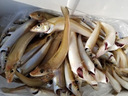 オーフリー 釣果