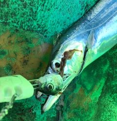 利弥丸(としやまる) 釣果