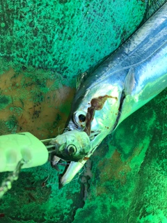 利弥丸(としやまる) 釣果