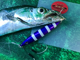 利弥丸(としやまる) 釣果