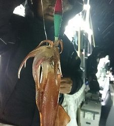 海龍丸（福岡） 釣果