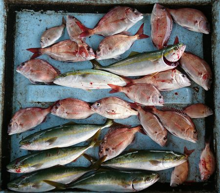 明神釣船 釣果