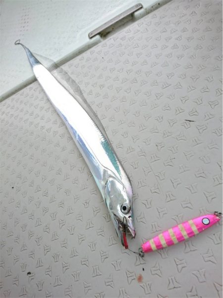 マタウマリンサービス 釣果