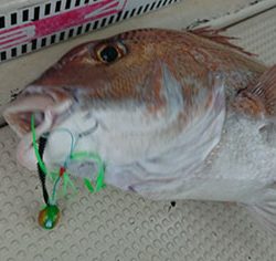 松本釣船２ 釣果