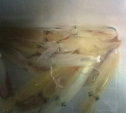 海龍丸(福岡) 釣果