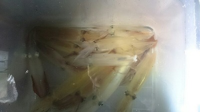 海龍丸(福岡) 釣果