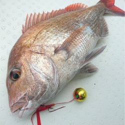 マタウマリンサービス 釣果