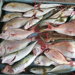 明神釣船 釣果