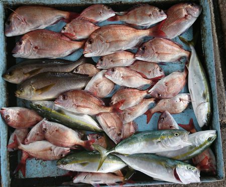 明神釣船 釣果