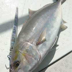 マタウマリンサービス 釣果