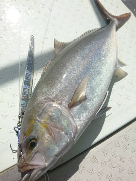 マタウマリンサービス 釣果