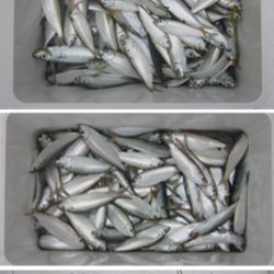 来温丸（らいおんまる） 釣果