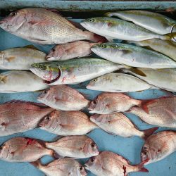 明神釣船 釣果
