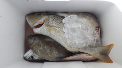 本部釣りイカダ 釣果