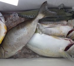 本部釣りイカダ 釣果