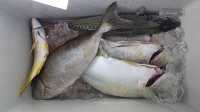 本部釣りイカダ 釣果