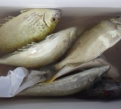 本部釣りイカダ 釣果