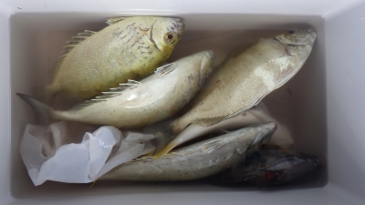 本部釣りイカダ 釣果