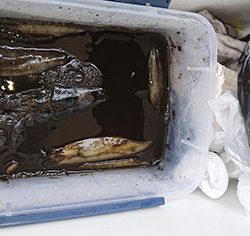 松本釣船２ 釣果