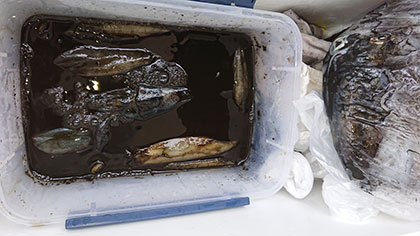 松本釣船２ 釣果