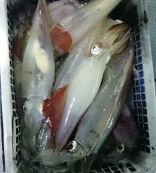 海龍丸(福岡) 釣果