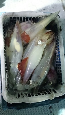 海龍丸(福岡) 釣果