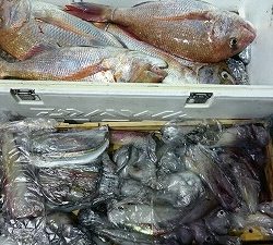 海龍丸(福岡) 釣果