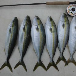 ルアー船マヒマヒ 釣果