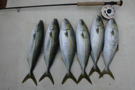 ルアー船マヒマヒ 釣果