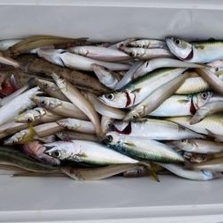 オーフリー 釣果