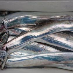 オーフリー 釣果