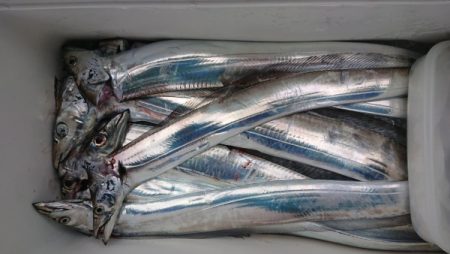 オーフリー 釣果