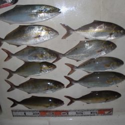 ルアー船マヒマヒ 釣果