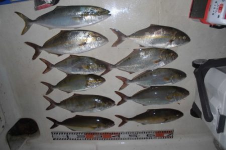 ルアー船マヒマヒ 釣果