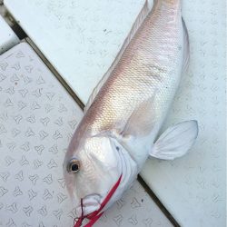 マタウマリンサービス 釣果