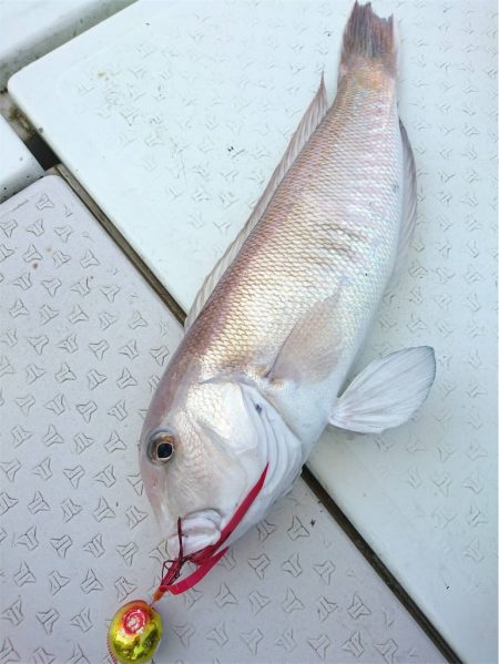 マタウマリンサービス 釣果