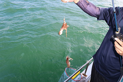 松本釣船２ 釣果