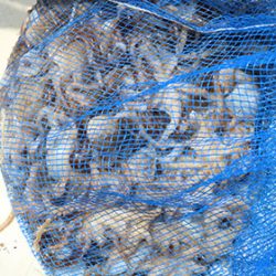 松本釣船２ 釣果